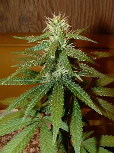 Day 28 Flower