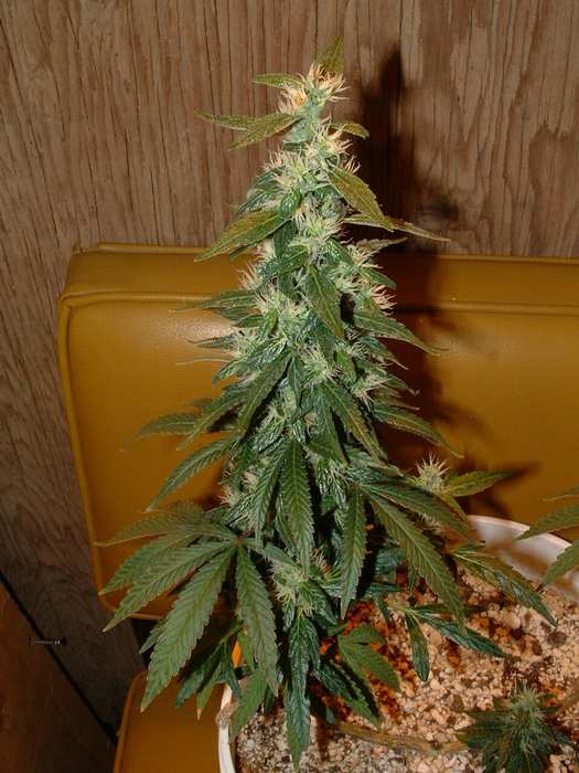 Day 45 Flower