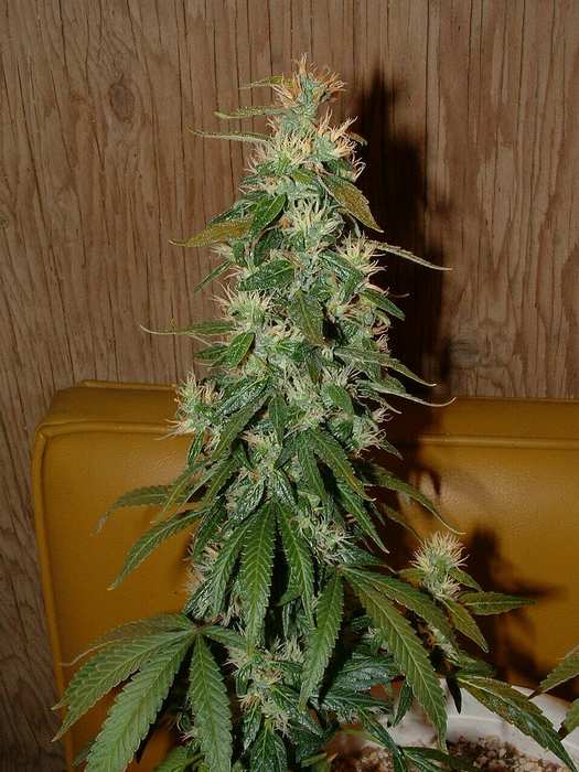 Day 51 Flower