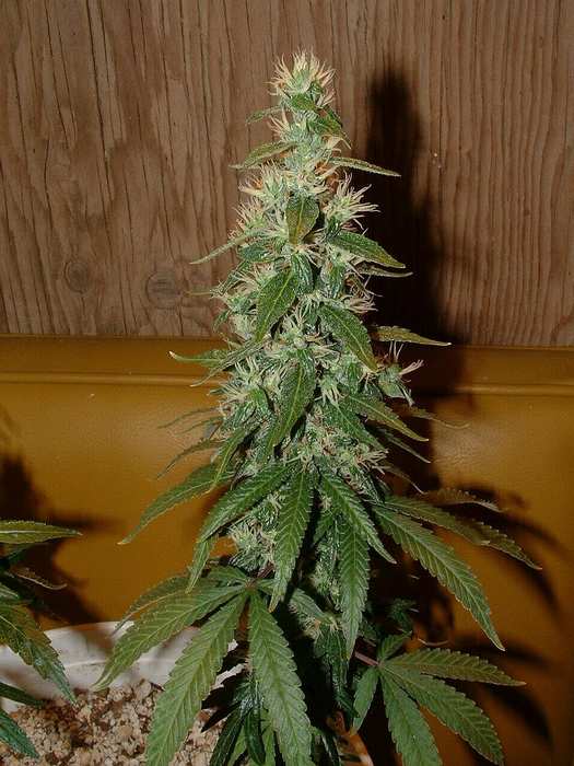 Day 51 Flower