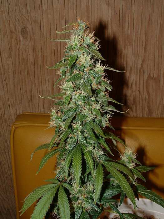 Day 54 Flower