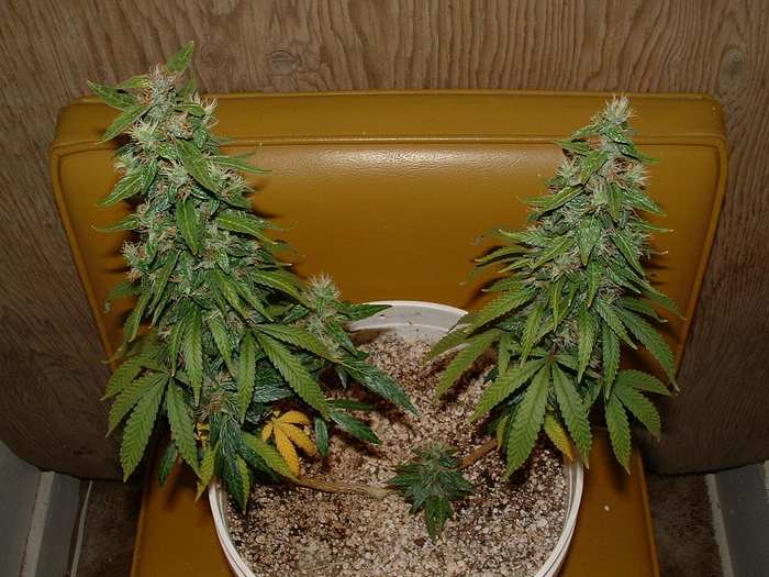 Day 57 Flower