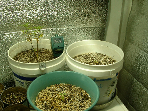 Day 15 Veg