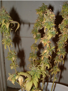 Day 61 flower