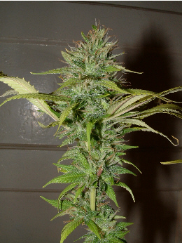 Day 39 Flower