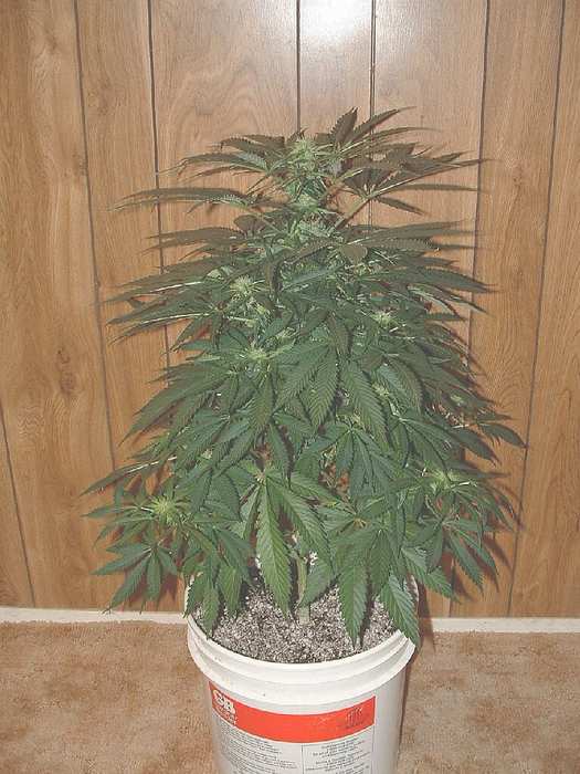 Small Romeo day 19 flower