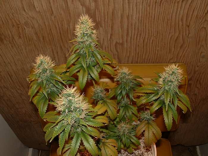 Day 51 Flower