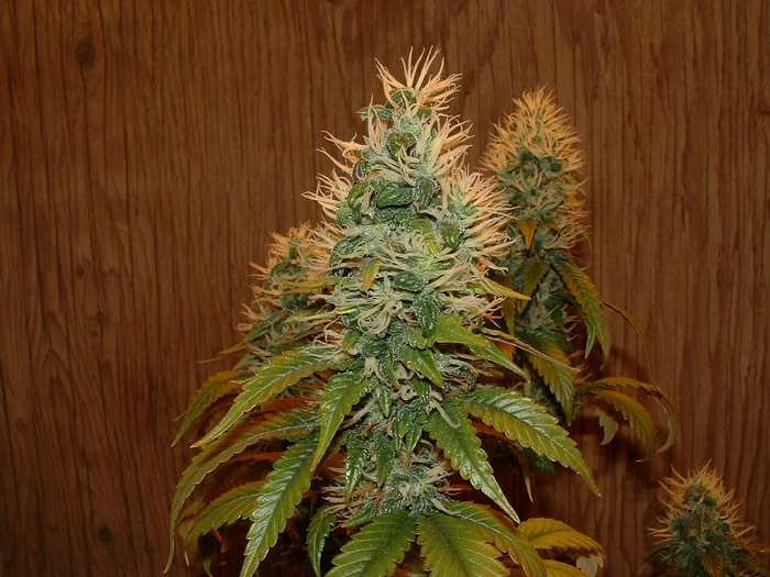 Day 51 Flower