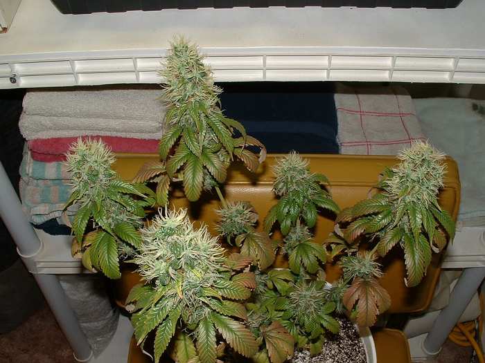 Day 57 Flower