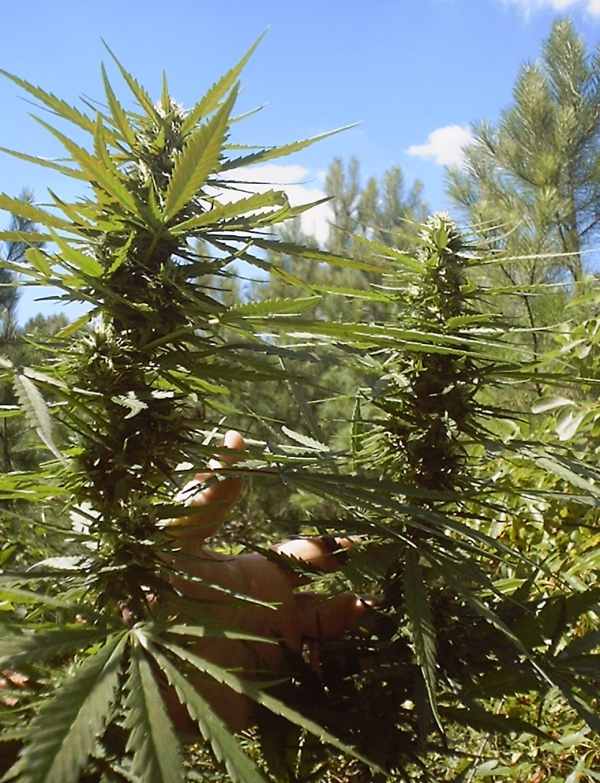 close up of buds on plant1