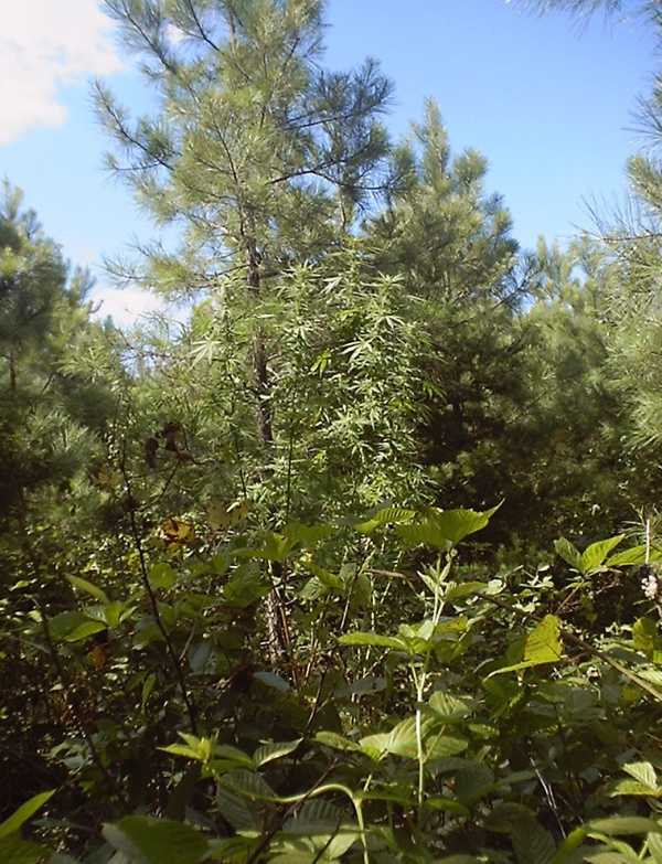 10 ft skunk plant