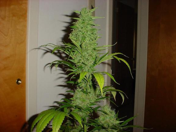 For everyone who doesn't like Miracle Gro....this grow is for you.