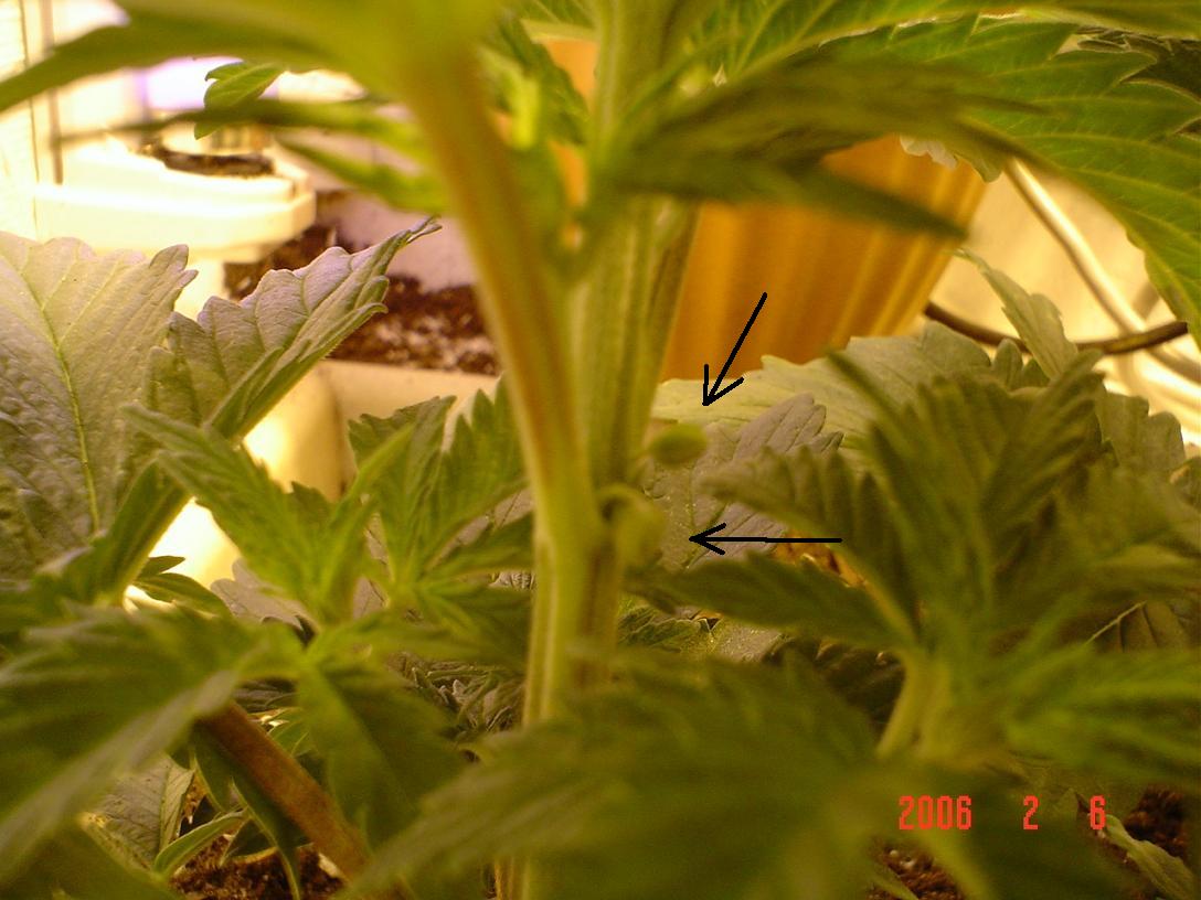 this plant did look a little retarded early on maybe a herme???
