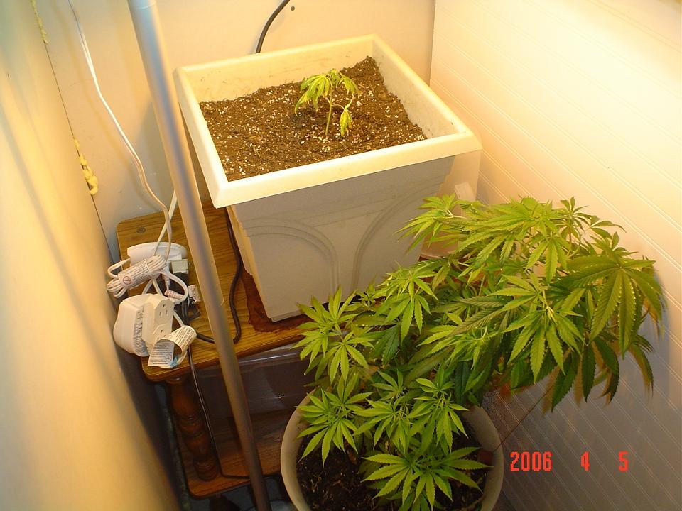 1 Bag seed Plant and Clone of my Current Flowering Female under 75 Watt HPS and 10000 LUmens Grow lite Flurs