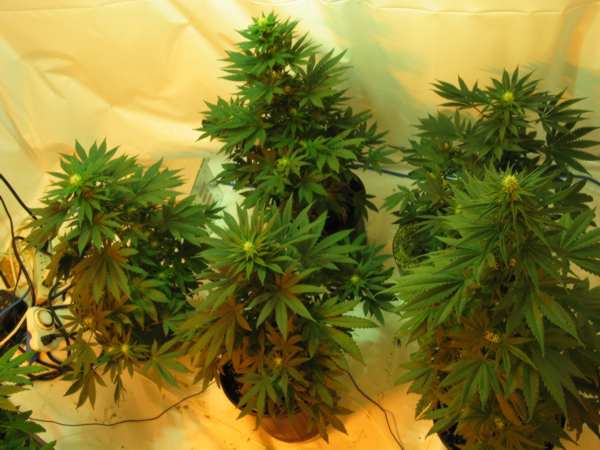 Here is a shot of 5 of the 10 plants (under Agrosun 1000)