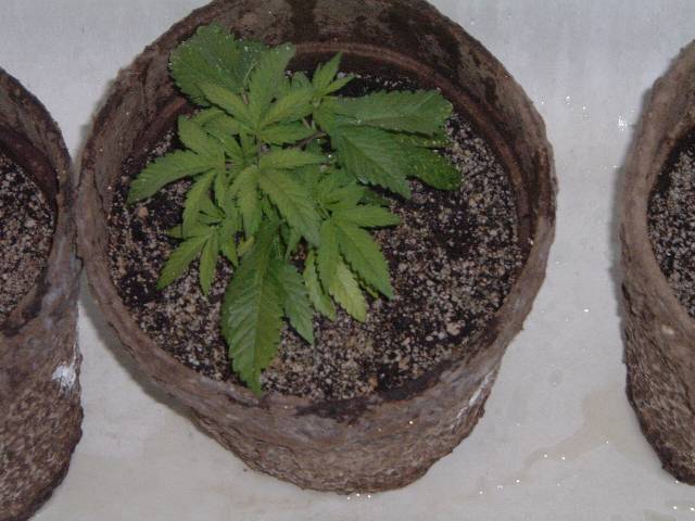 Plant at 3 weeks old