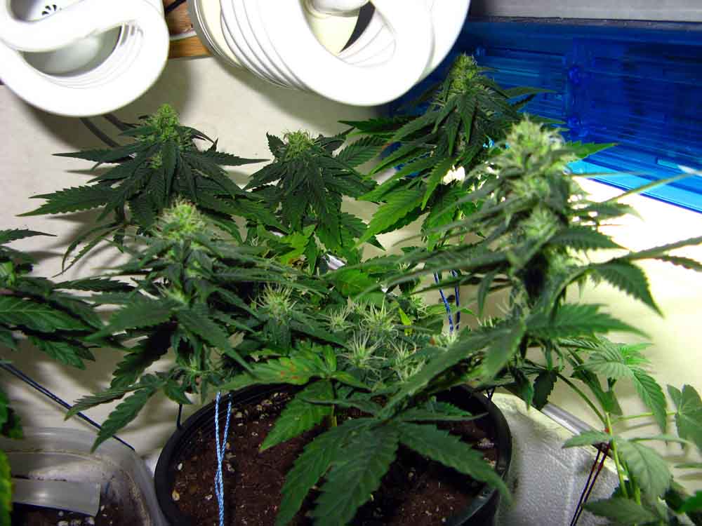 Day 30 of flowering.