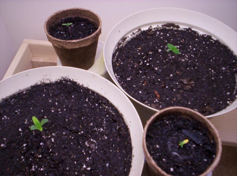 I had another one germinate but i dont think its gonna make it.