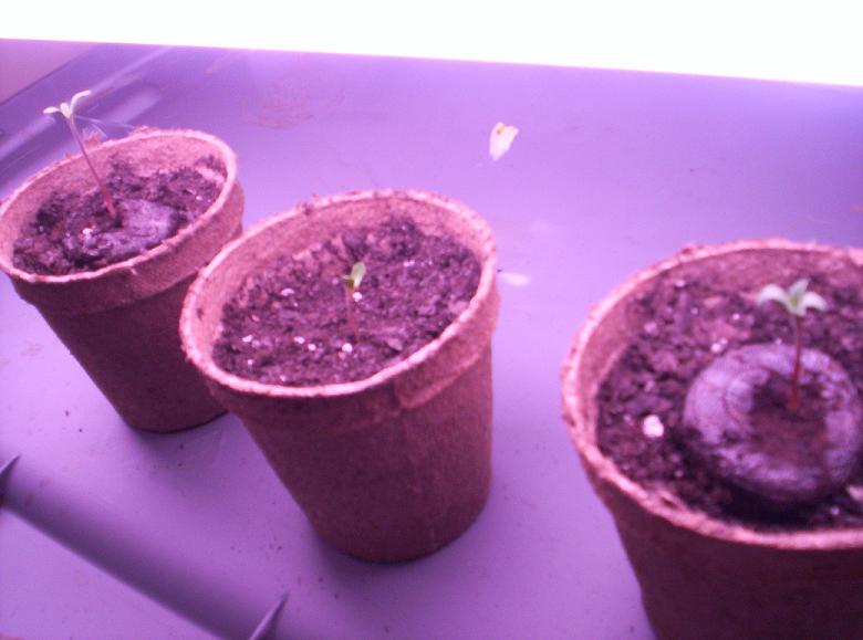 Seedlings