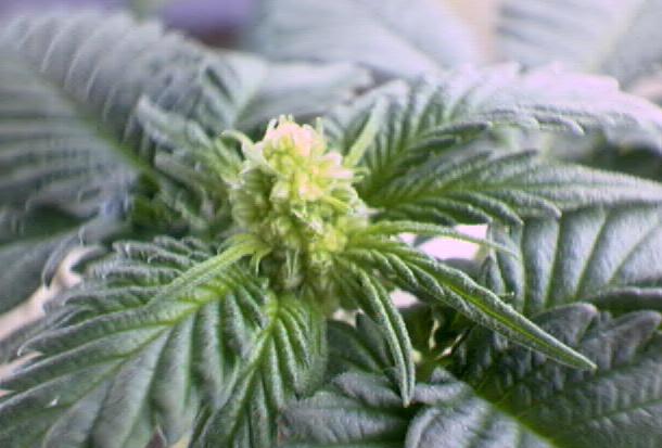 this plant is following the exact pattern of the other picture, and this is what terminal bud looks like...looks to me like a developing bud, but i thought it was a male for a while.  Any thoughts?