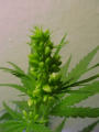 Heres the hermaphrodite its gettin these wierd nodes but it should grow into good buds.