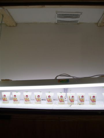 Veg chamber. Flat white walls, 4 40w flo bulbs hung from chain & pulley for easy raise. The plants are at 3-days.