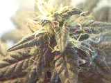 they already look sticky, dont they? This one is Harley. 4 weeks into flower when this was taken 6/14/04