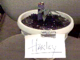 Theres Harley when she was a seedling....3/25/04