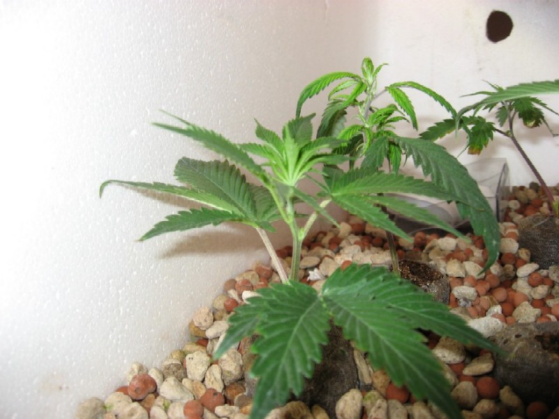 Clones are reaching towards light, and looking healthy.