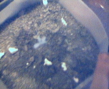 This is one of my sprouts... If you havent guessed it yet, I have a shitty-ass camera.