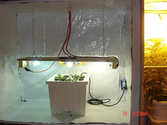 Aeroponic system