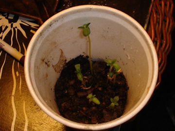 this is a picture of the plants right after sprouting.