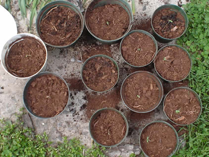 this is them after i transplanted and moved them into their own pots.