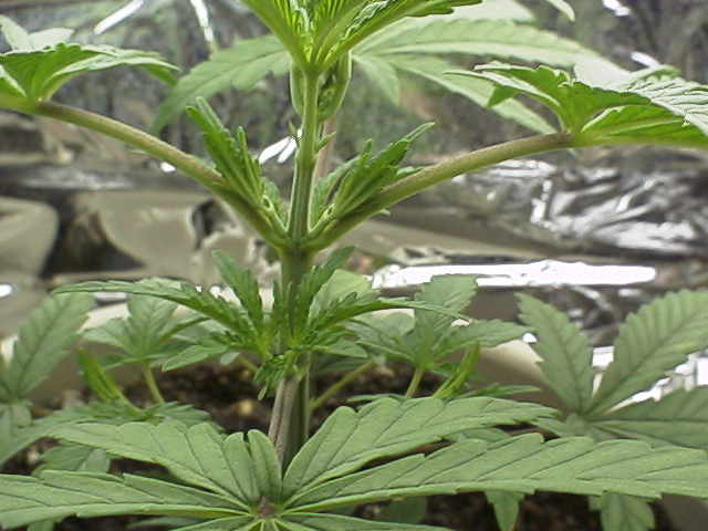 HERE'S A CLOSE UP OF THE MAIN STEM. AS YOU CAN SEE ITS REALLY STARTING TO BRANCH OUT.