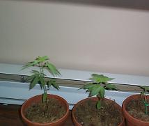 3 white widow before they went outside 