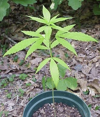 has grown a little, has a new set of leaves, looks a little pale.