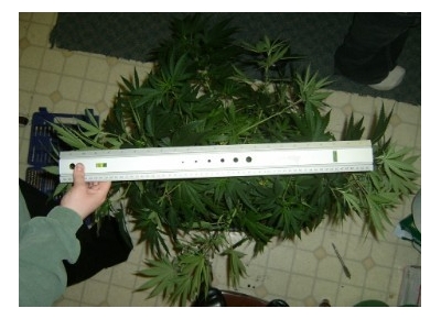 This is a shot of the mother, The ruler used in the pics is about 30 inches in length. I can't wait to flower her!!!