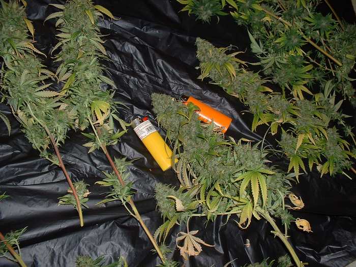 This is a shot of part of our MOM harvest...any bic lighters you see are standard size Bic Lighters...taken 05-31-04