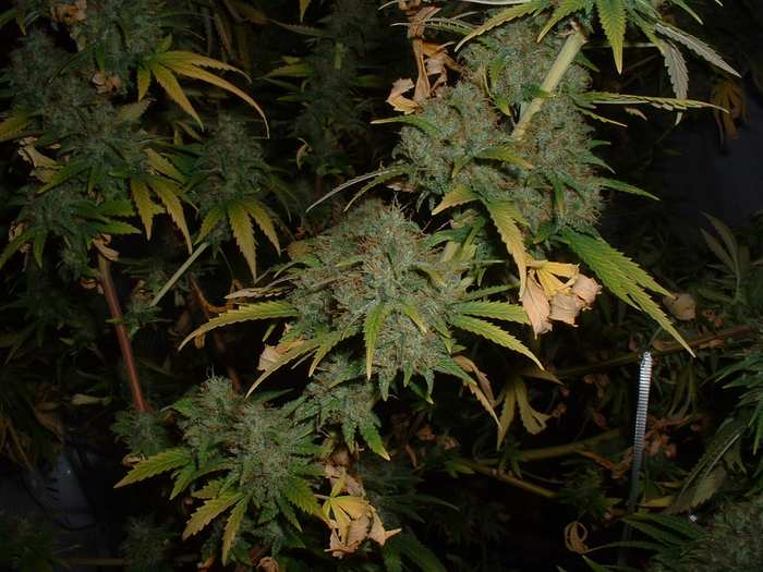 This shot was added because all these buds and nugs came from the same plant...YET, this one bud was unusually dark in comparison to the others....any bic lighters you see are standard size Bic Lighters...taken 05-31-04