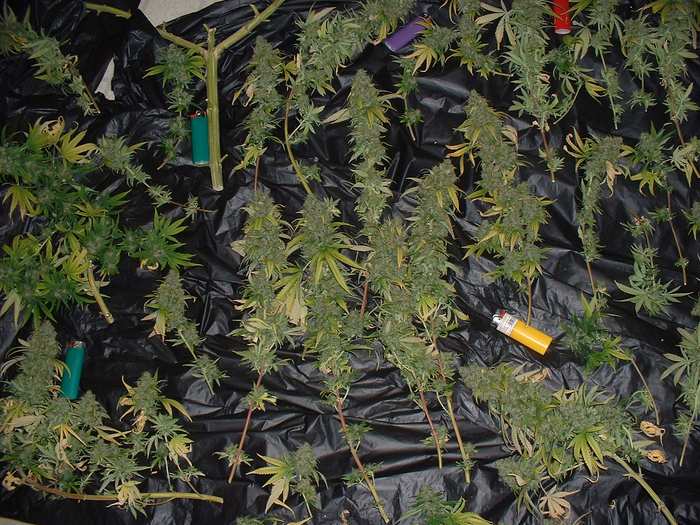 This is a shot of part of our MOM harvest...any bic lighters you see are standard size Bic Lighters...taken 05-31-04