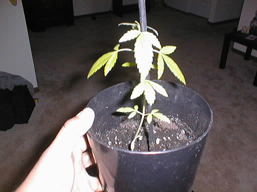 The young plant