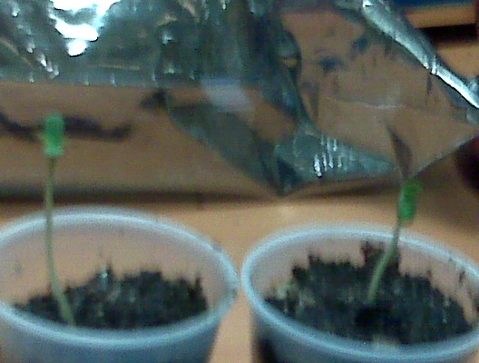 they dont look like they suffered any shock. i noticed some very small vegetative growth on the first set of leaves. 