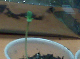 they dont look like they suffered any shock. i noticed some very small vegetative growth on the first set of leaves. 