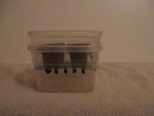 6. Place cubes on rack to drain while you get everything ready