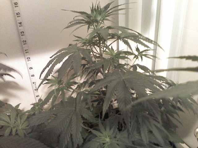 Day 35 - Tallest plant in the group.  She has been growing like crazy!!  15 inches tall now!