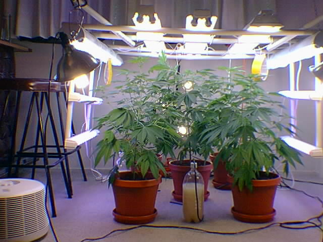 The floro grow chamber.