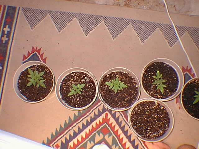 2 1/2 weeks old...unknown strain