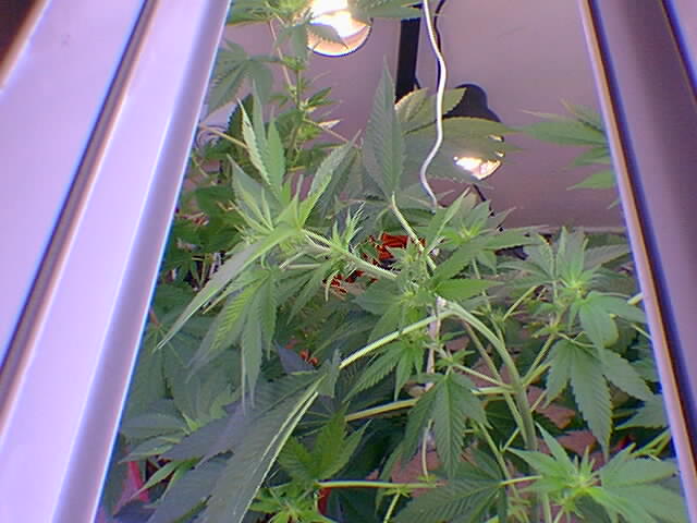 More bud sites