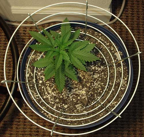 2 gallon pot w/ experimental JOG'ing basket