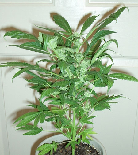 This girl acquired some strange leaves after she was used to sex the mother then revegged for 10 days, then back to 12/12.